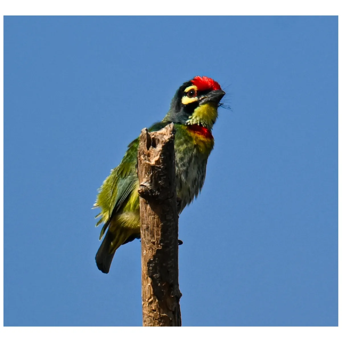 Gespotte Koperslager