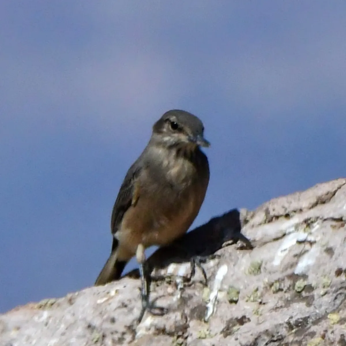 Spotted Black-billed Shrike-Tyrant