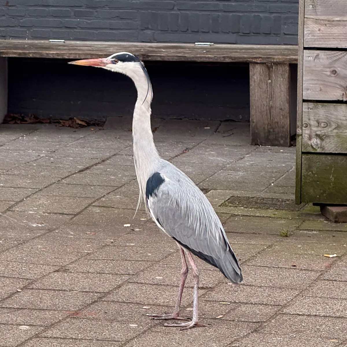 Gespotte Blauwe reiger