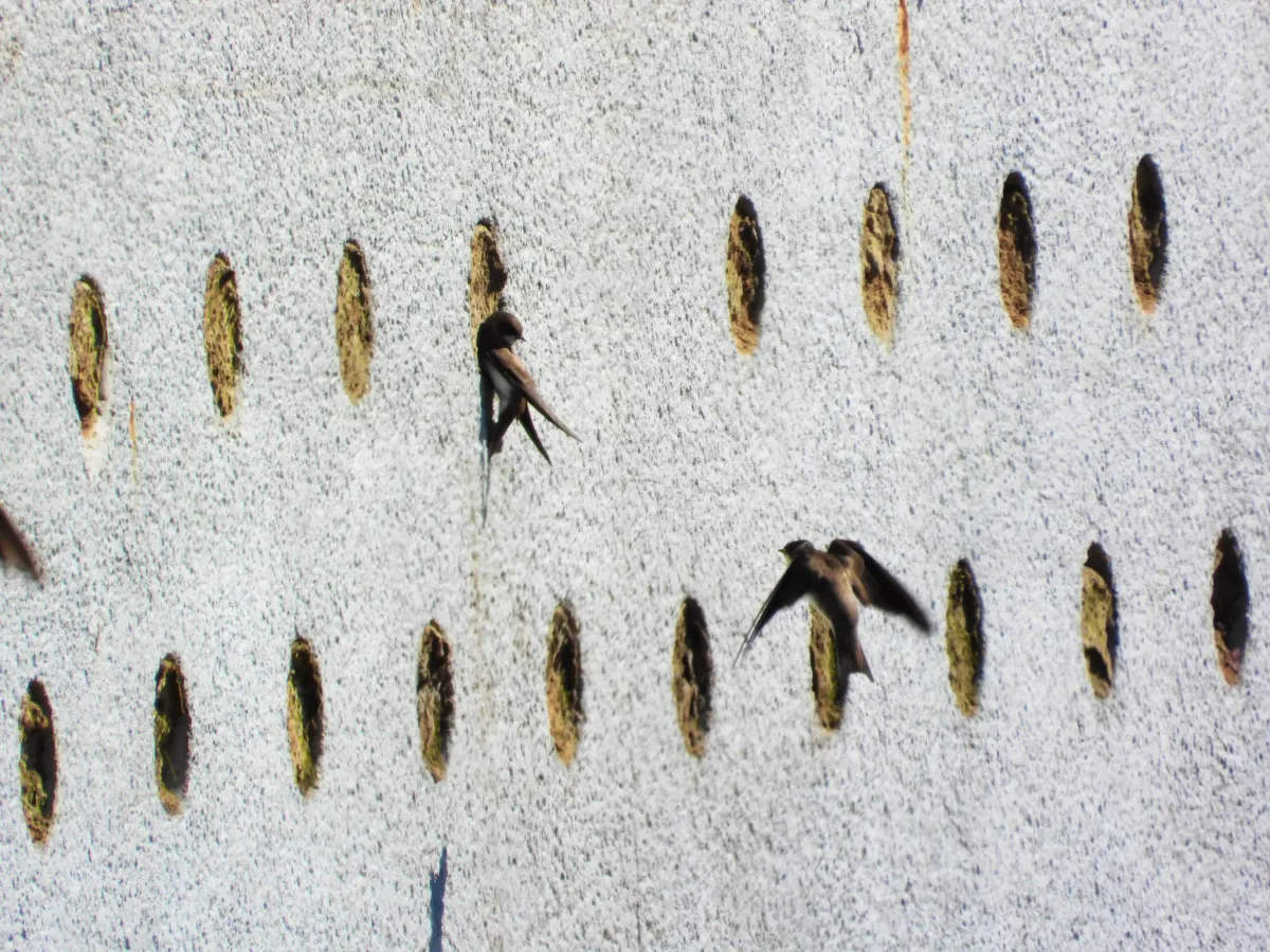 Gespotte Oeverzwaluw