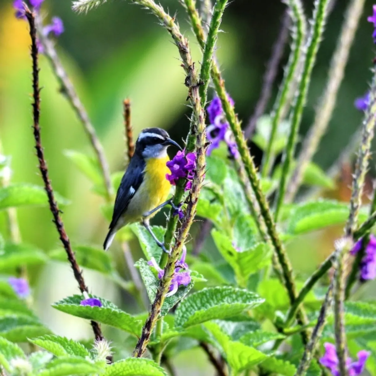 Gespotte Suikerdiefje