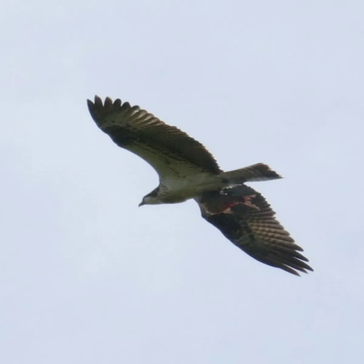 Spotted Osprey