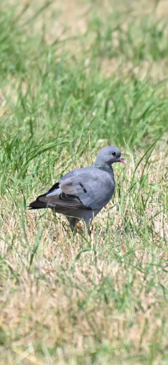 Spotted Stock Dove