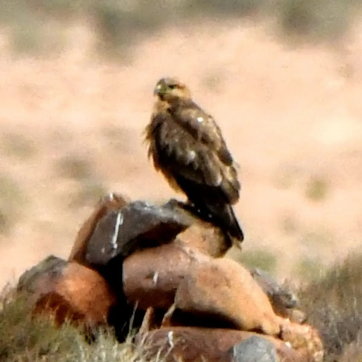 Gespotte Arendbuizerd