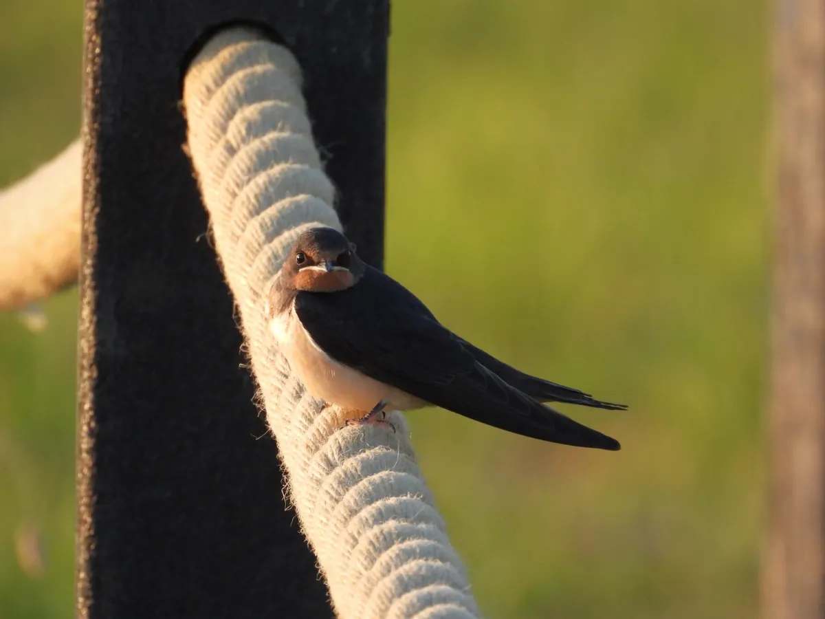 Spotted Barn Swallow