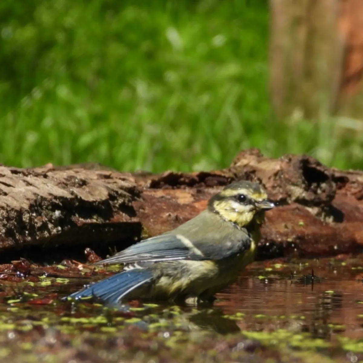 Spotted Eurasian Blue Tit