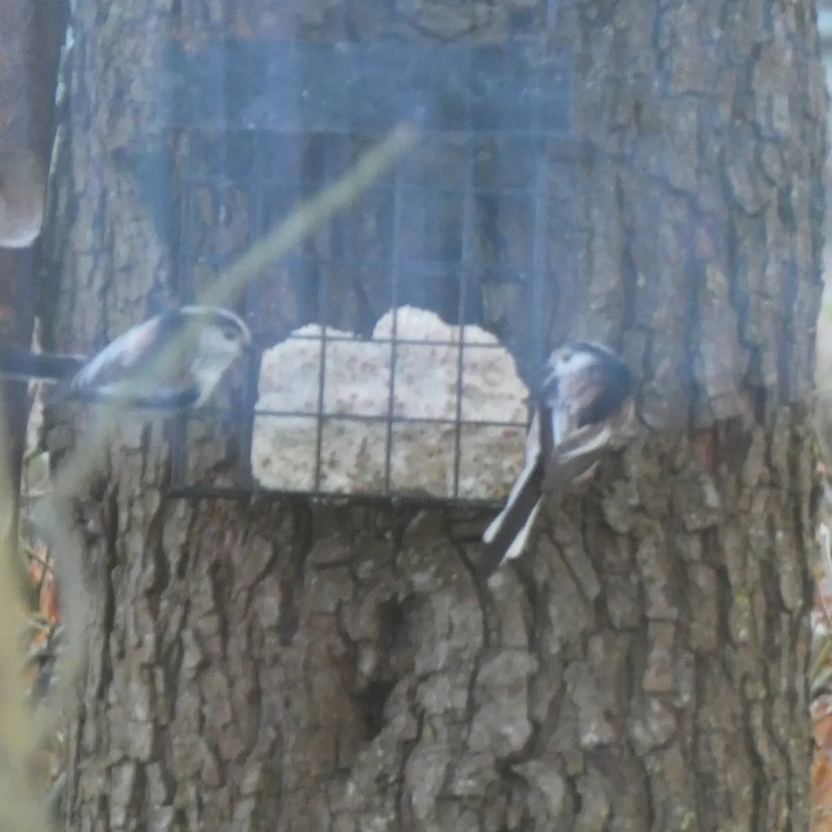Spotted Long-tailed Tit