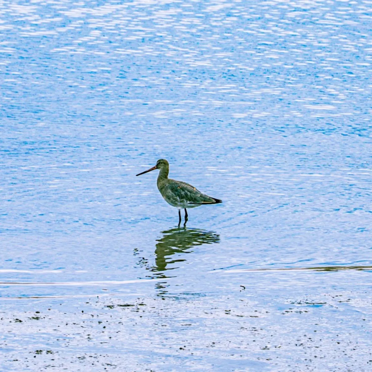 Spotted Bar-tailed Godwit