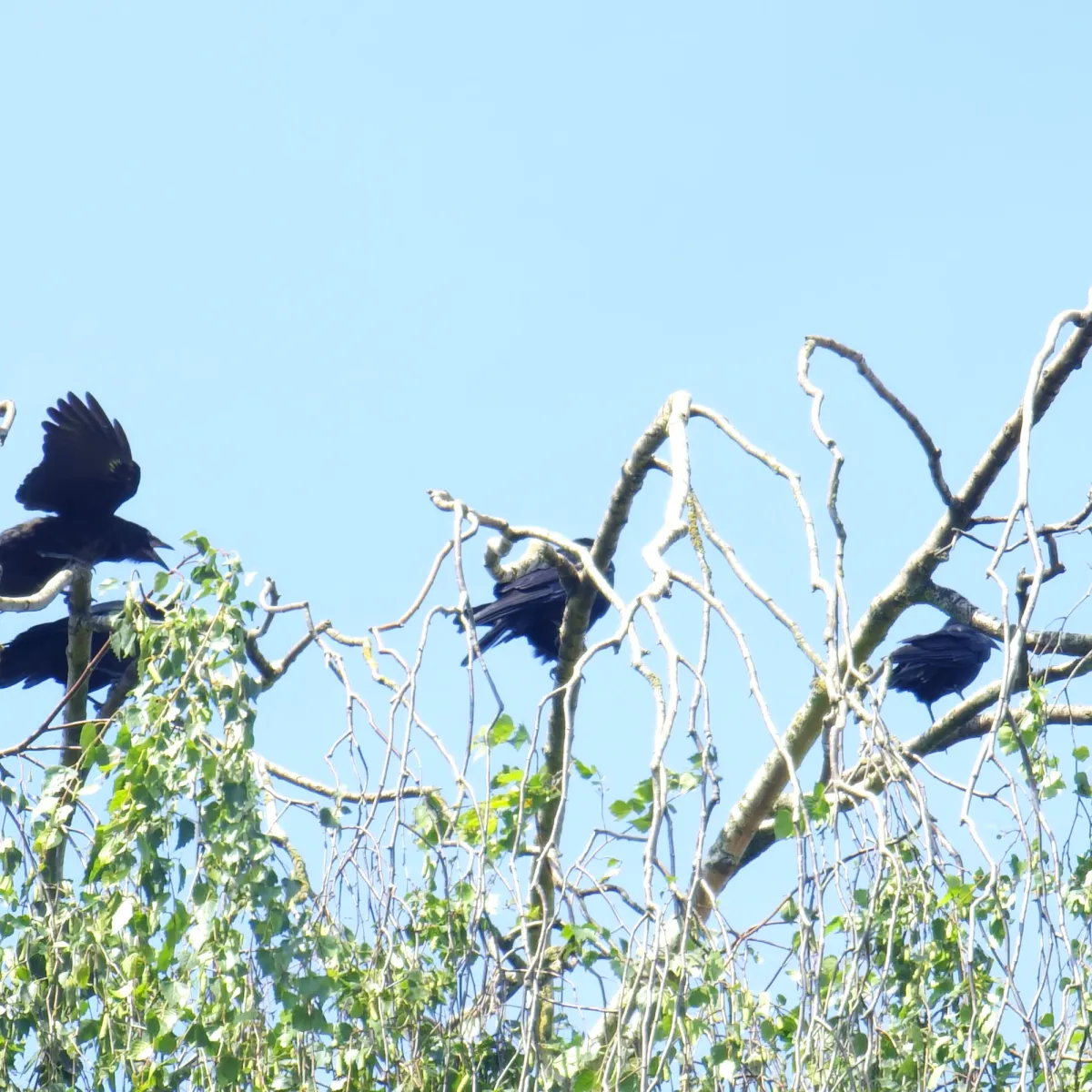 Spotted Rook