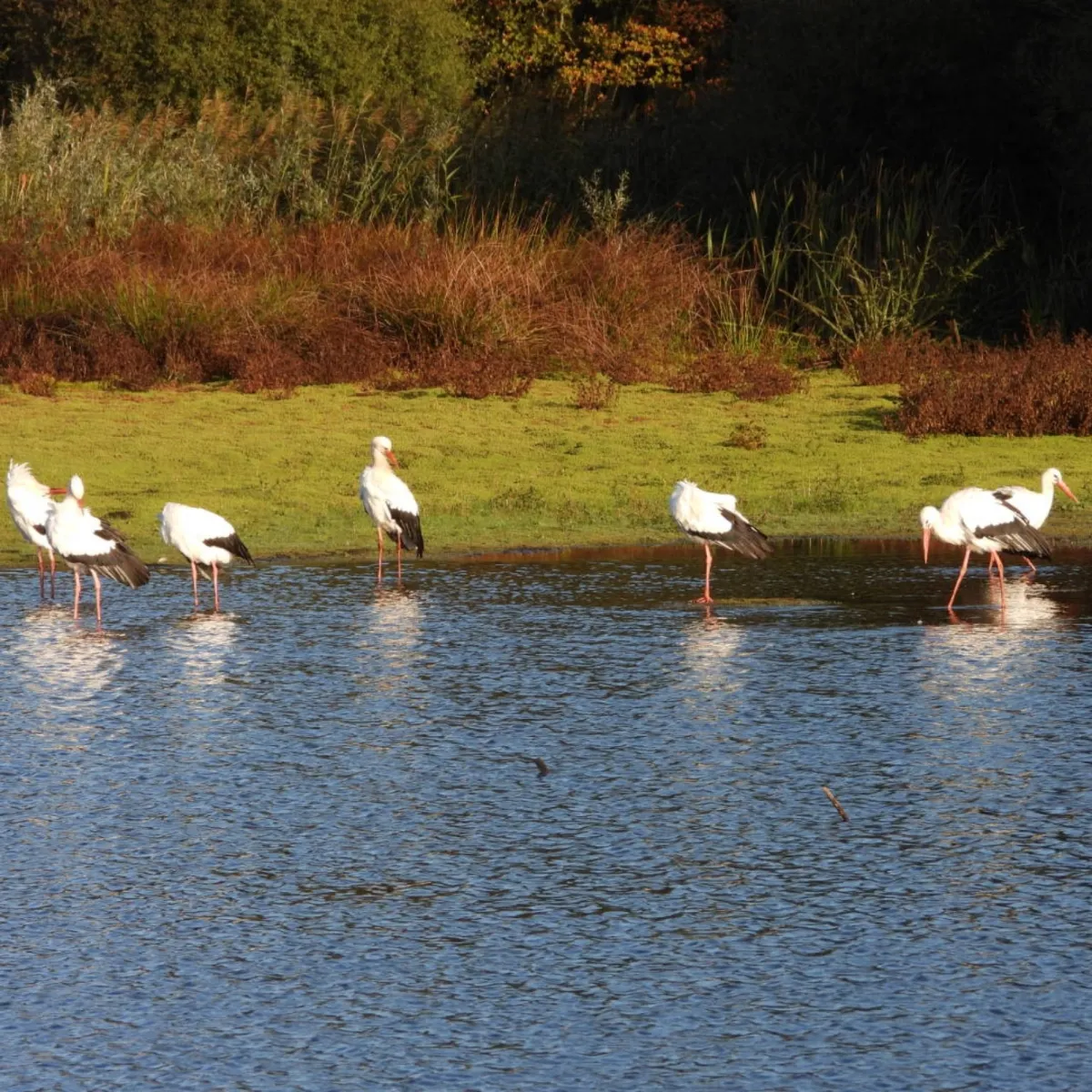 Spotted White Stork