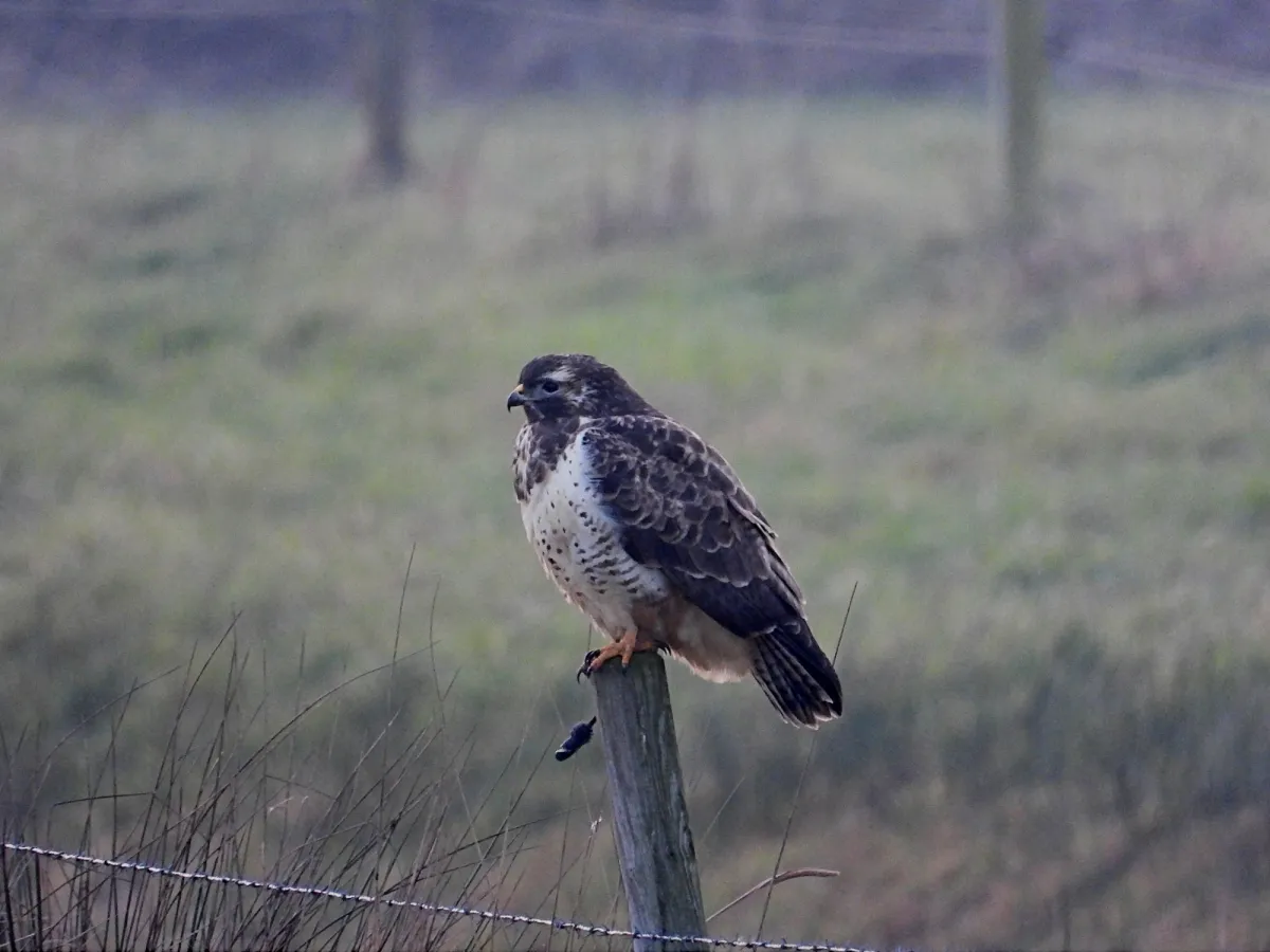 Gespotte Buizerd