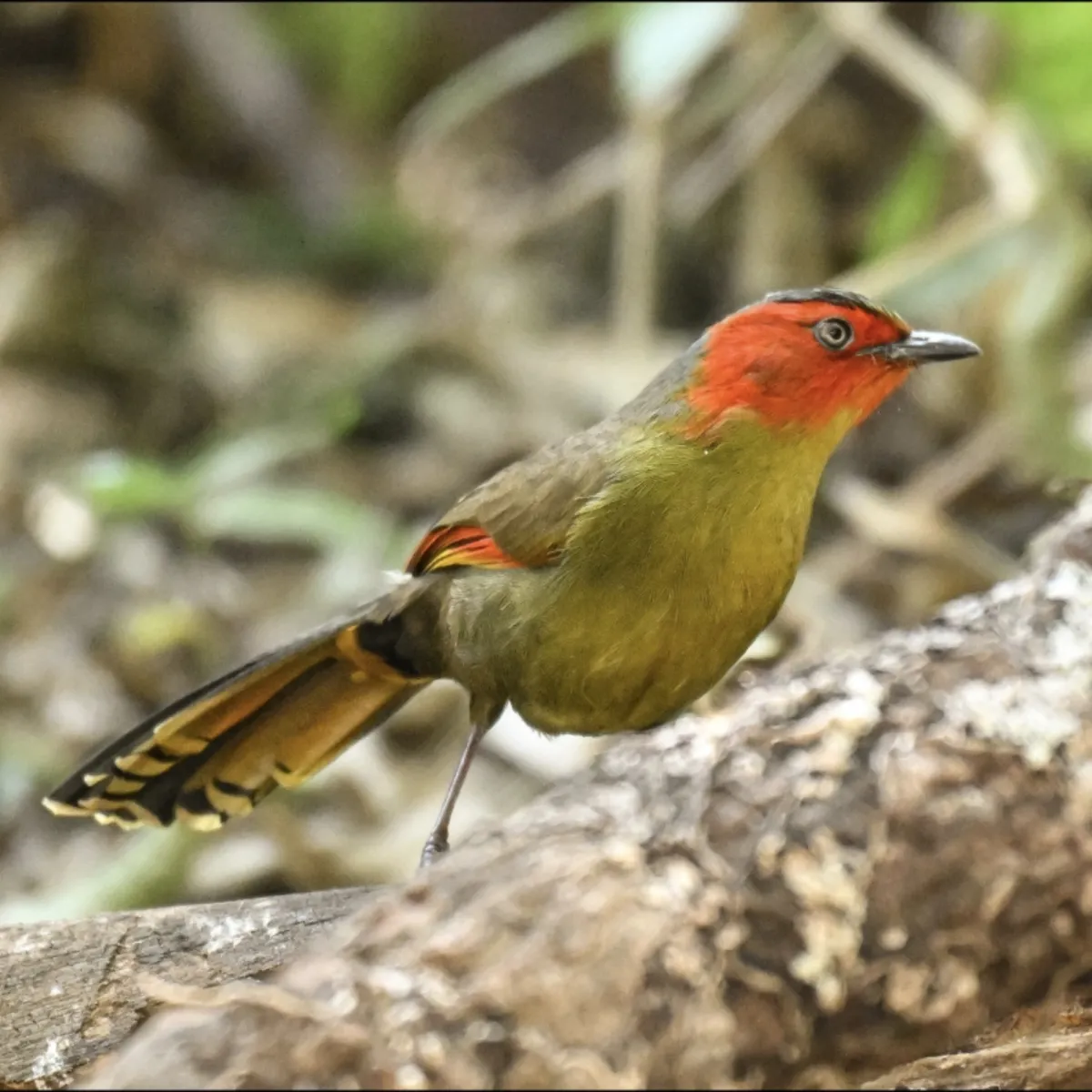 Gespotte Rippontimalia