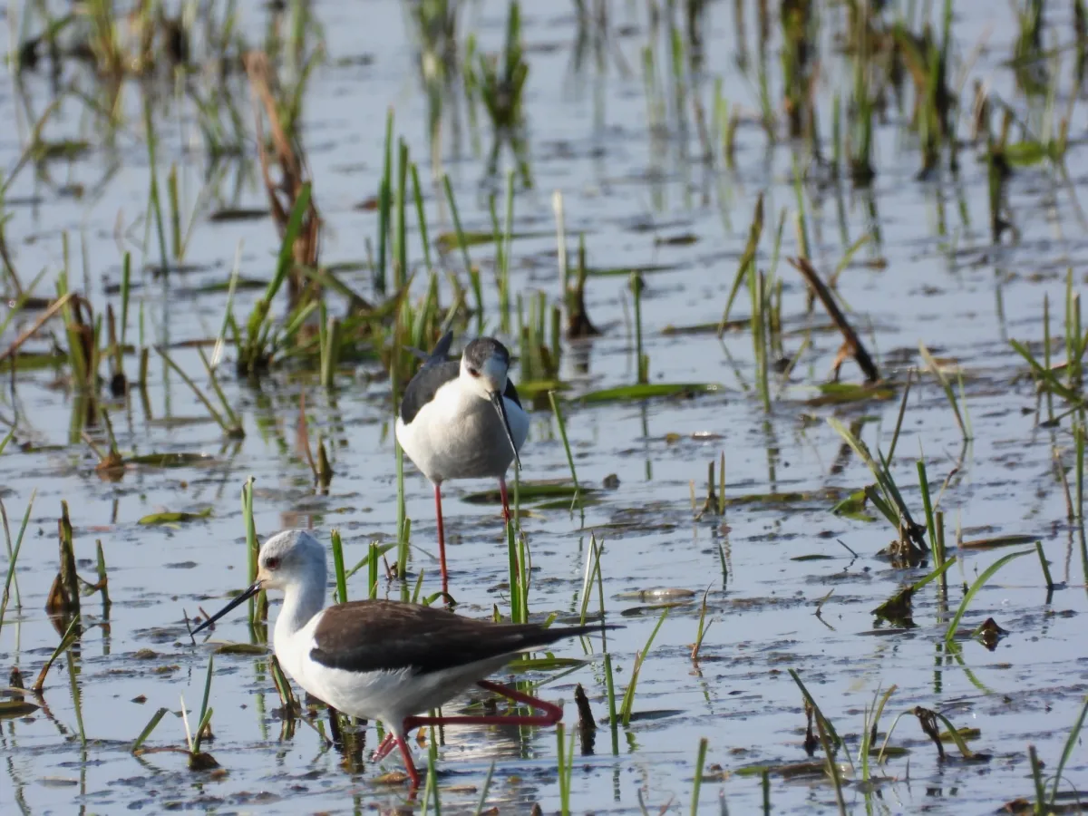 Spotted Black-winged Stilt