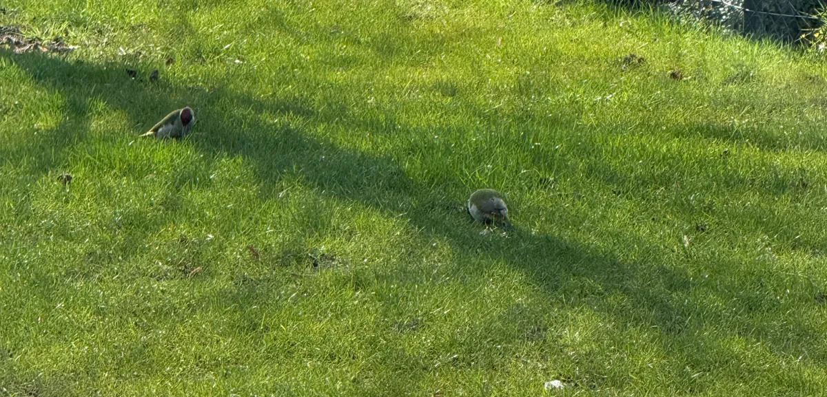 Gespotte Groene specht