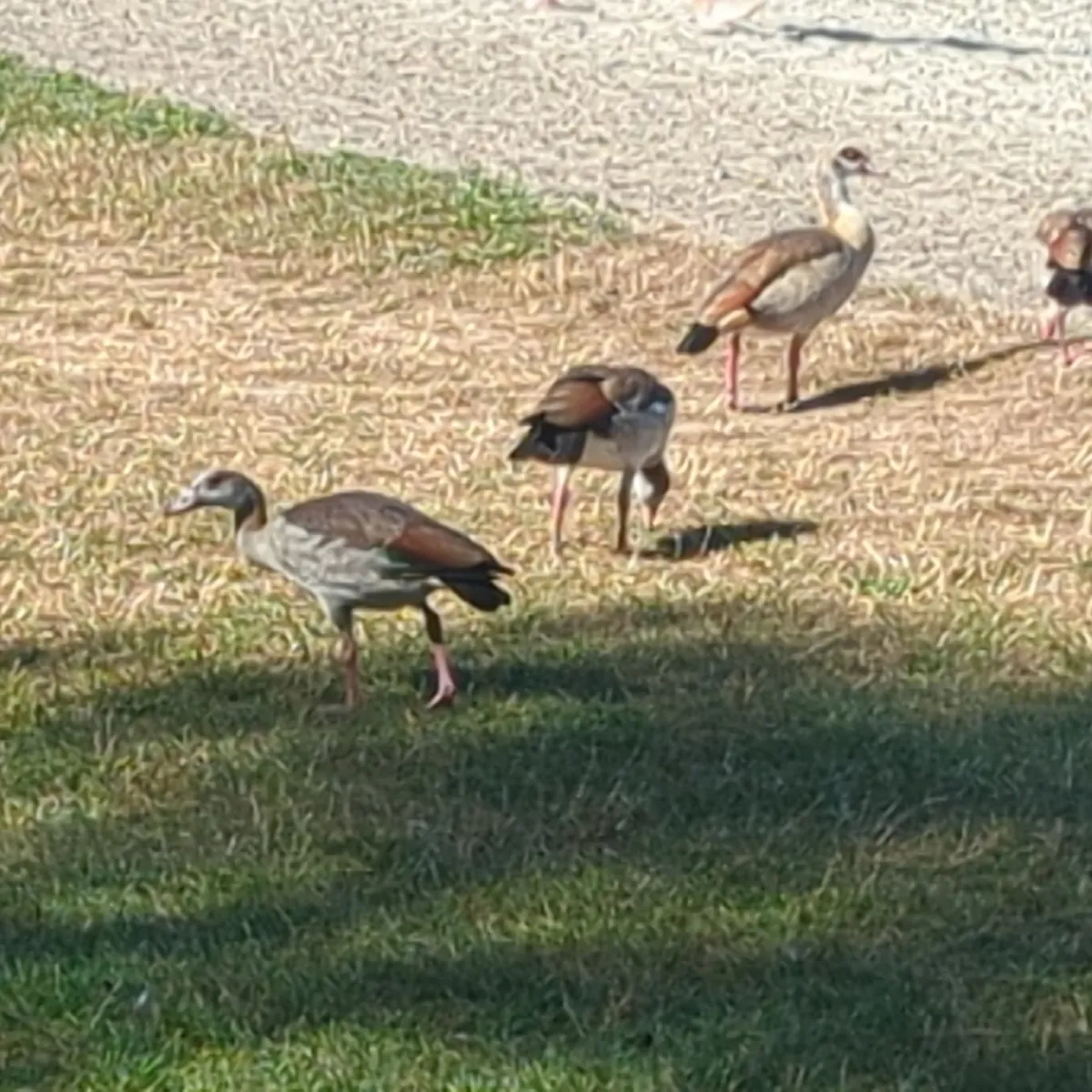 Spotted Egyptian Goose