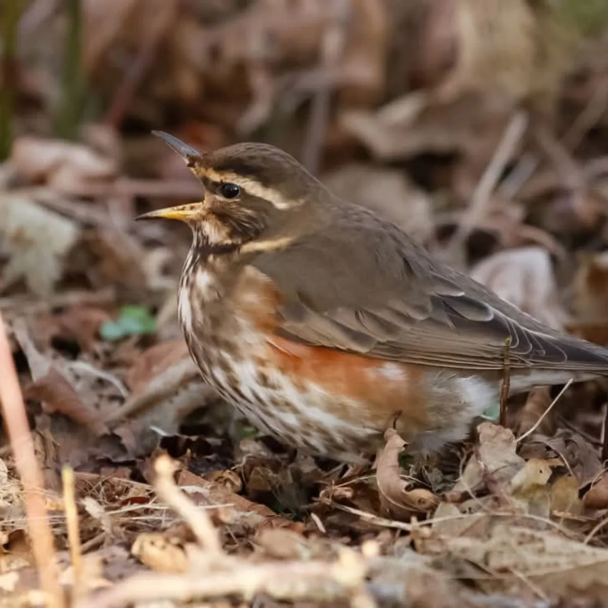 Spotted Redwing