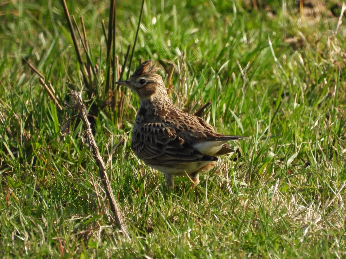 Gespotte Veldleeuwerik