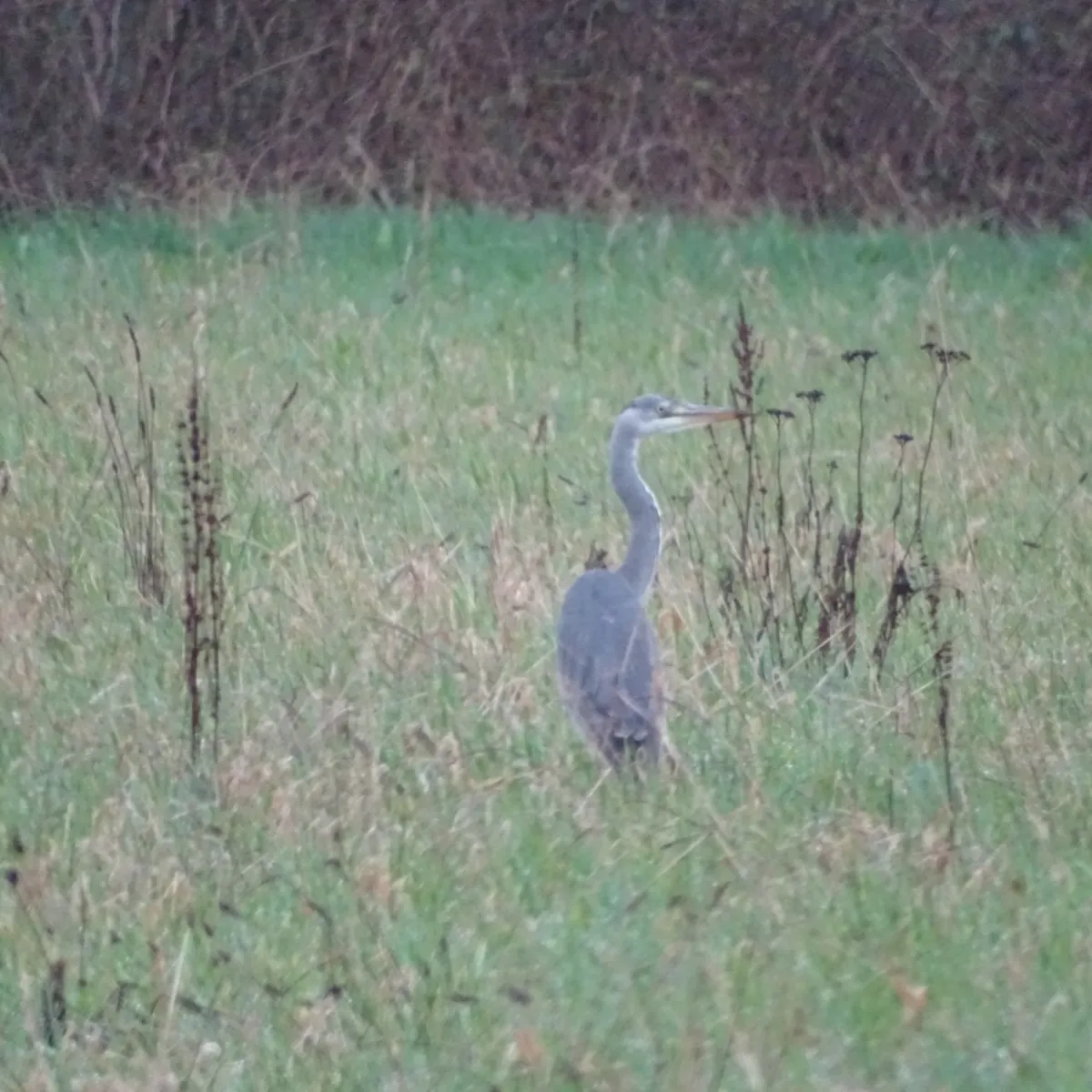 Spotted Gray Heron