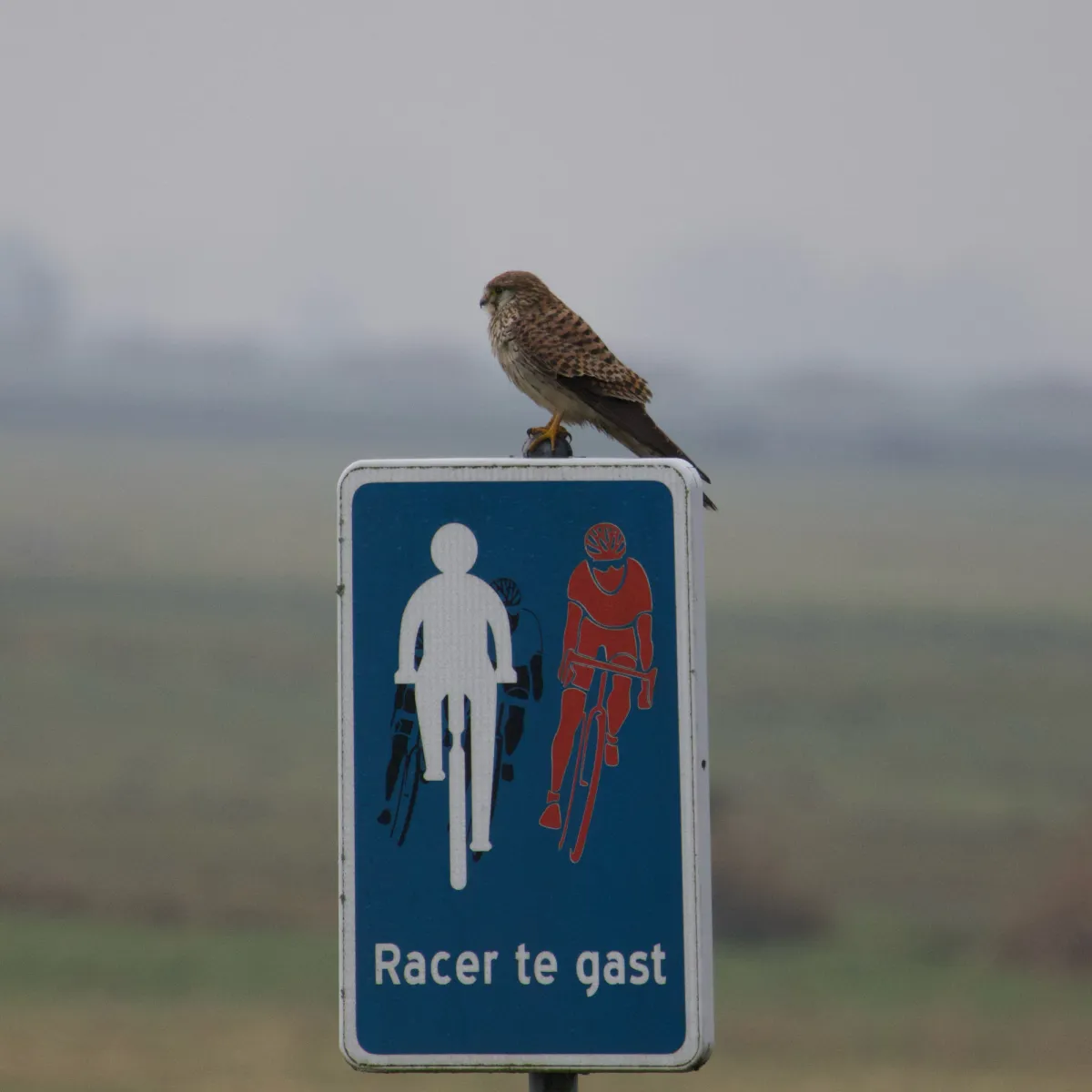 Spotted Eurasian Kestrel