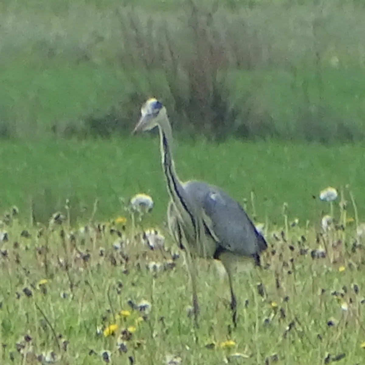 Waargenomen Blauwe reiger