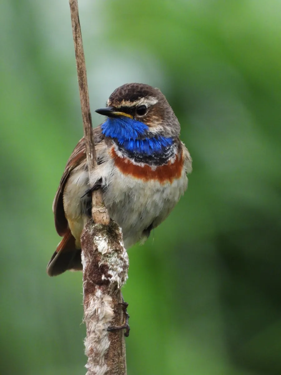 Waargenomen Blauwborst
