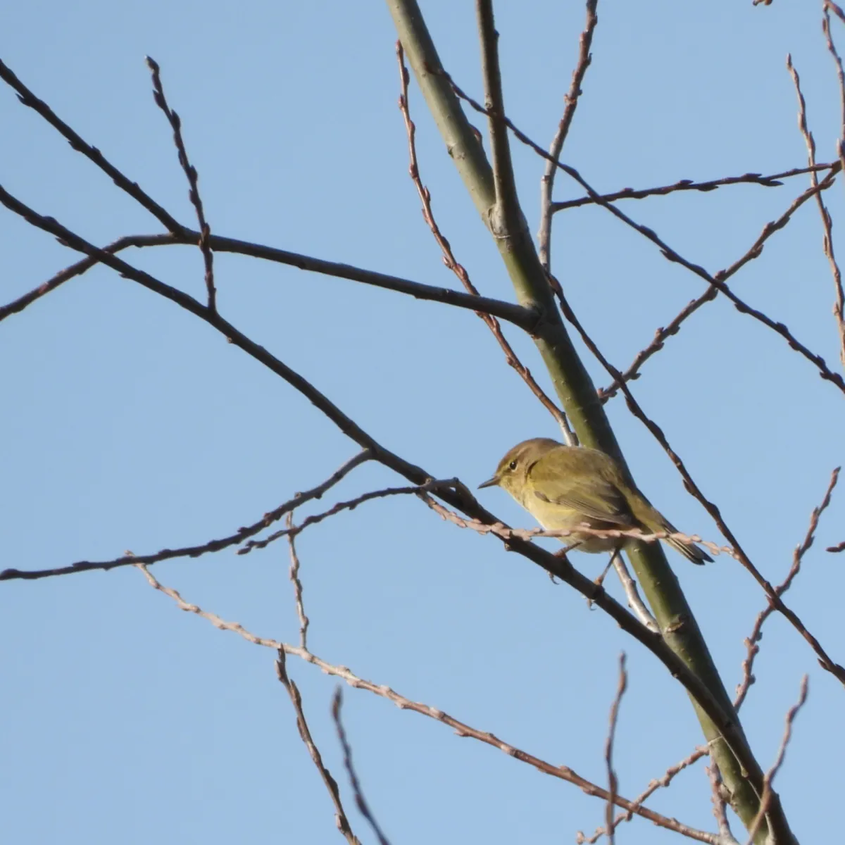 Spotted Common Chiffchaff