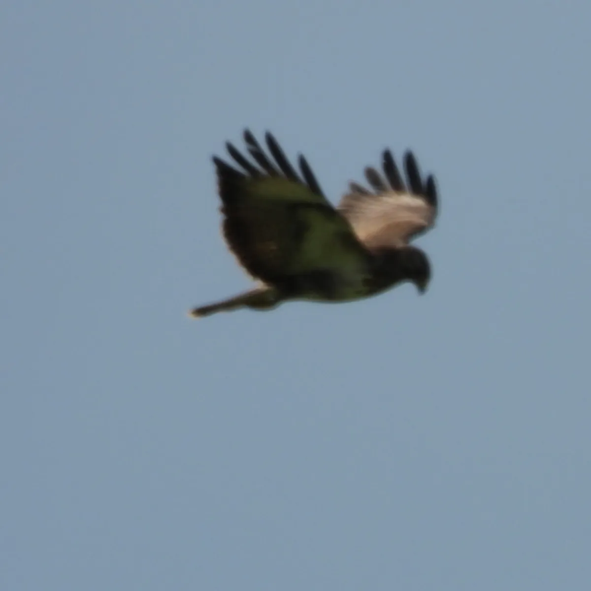 Spotted Common Buzzard
