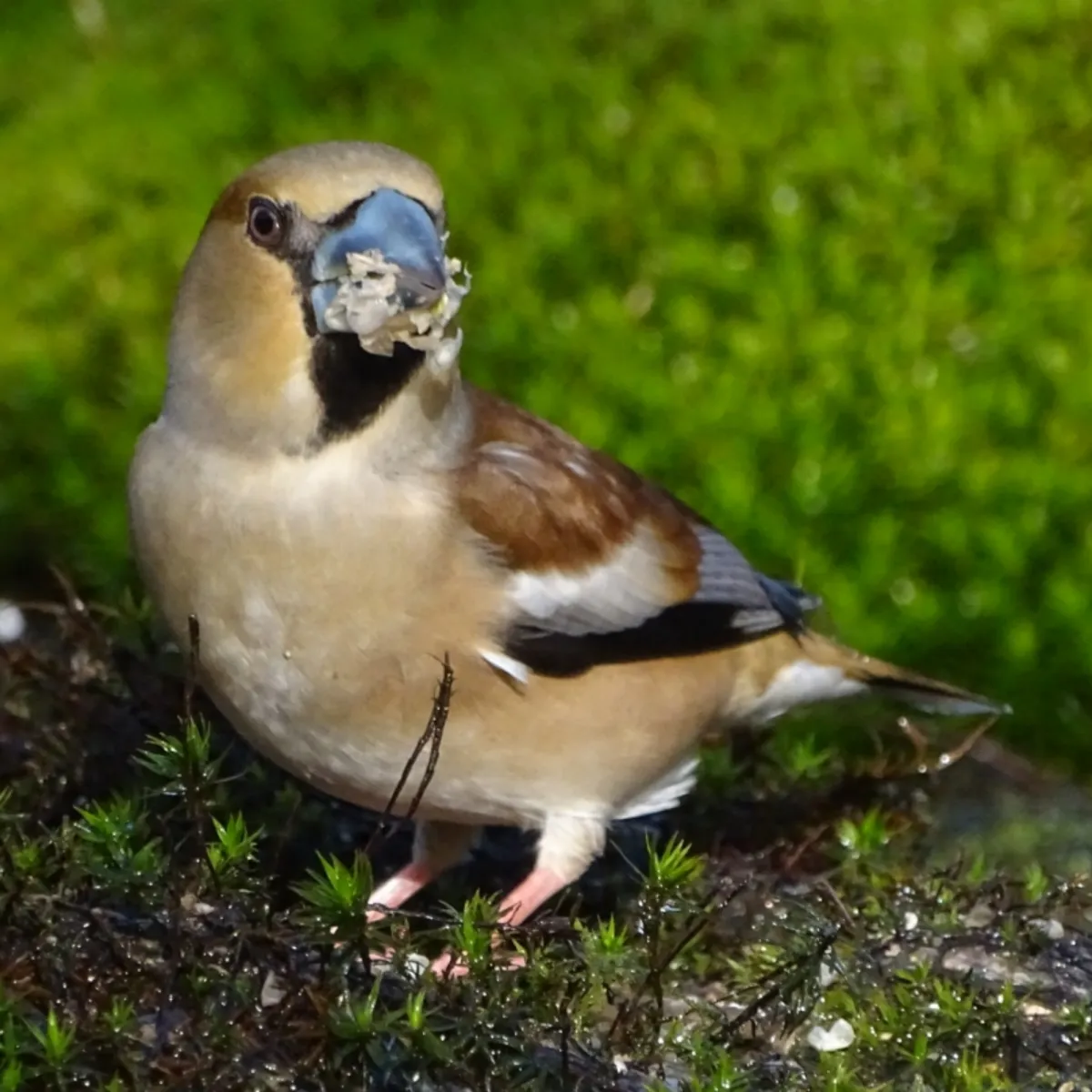 Spotted Hawfinch