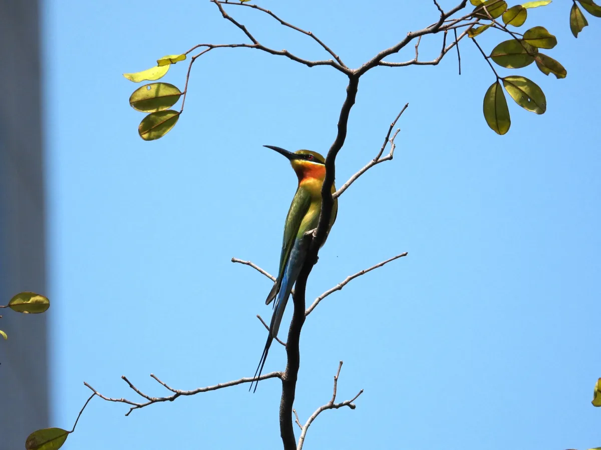Gespotte Blauwstaartbijeneter