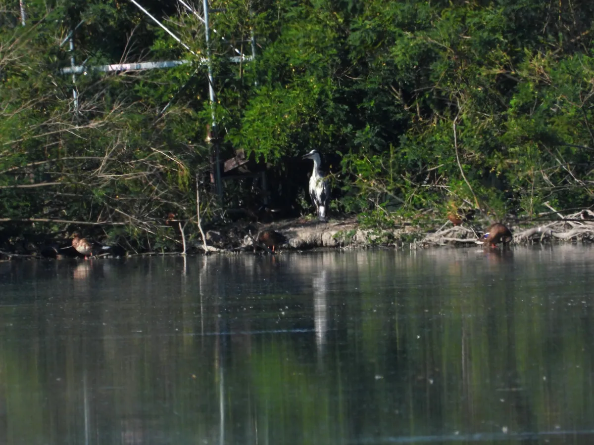 Spotted Gray Heron