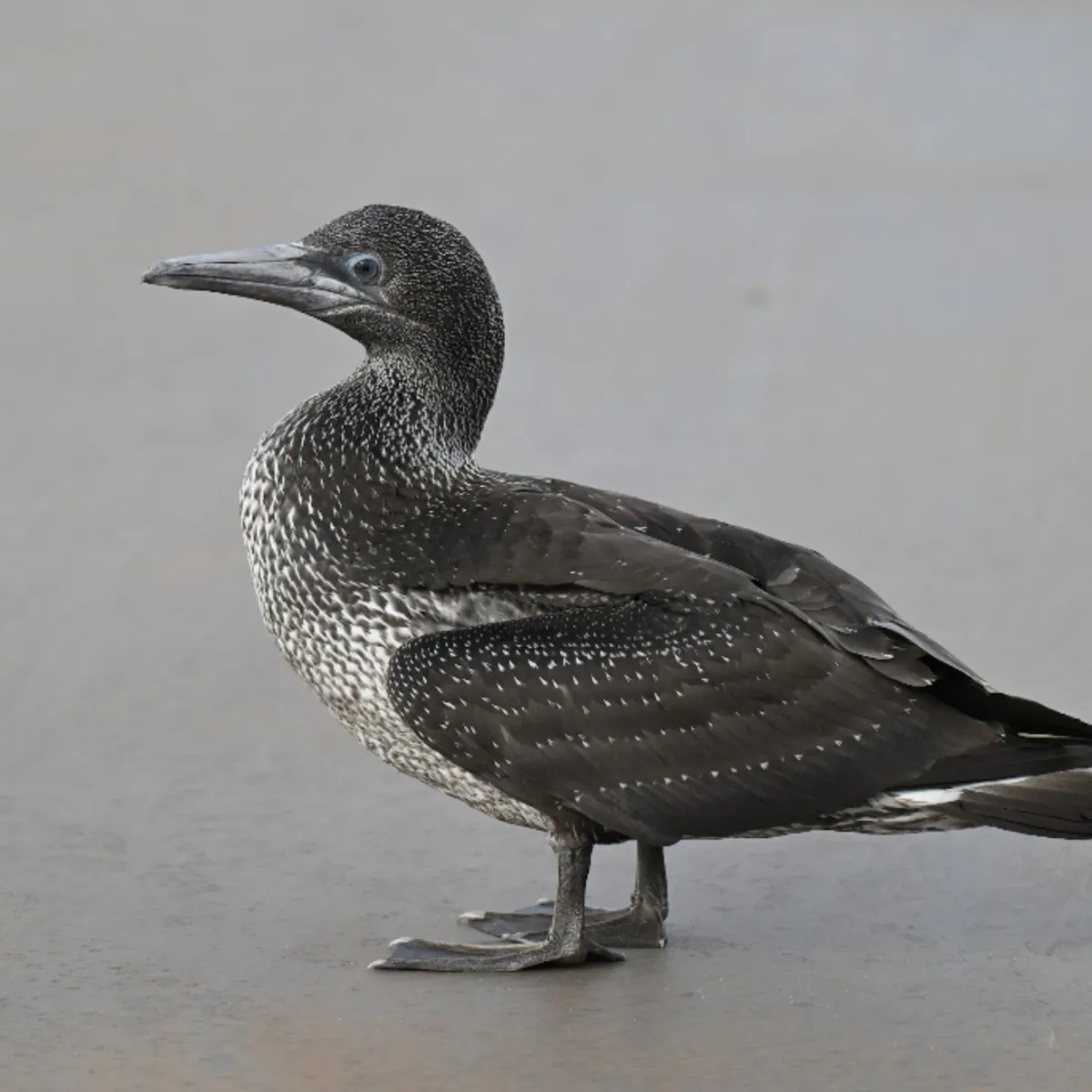 Spotted Northern Gannet
