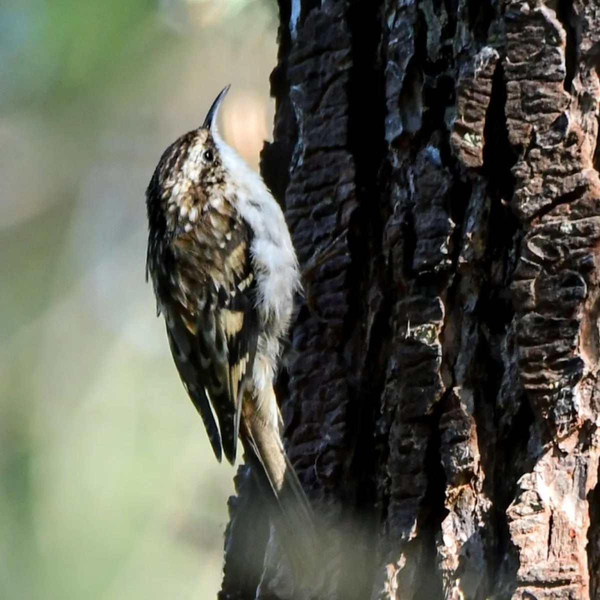 Spotted Brown Creeper