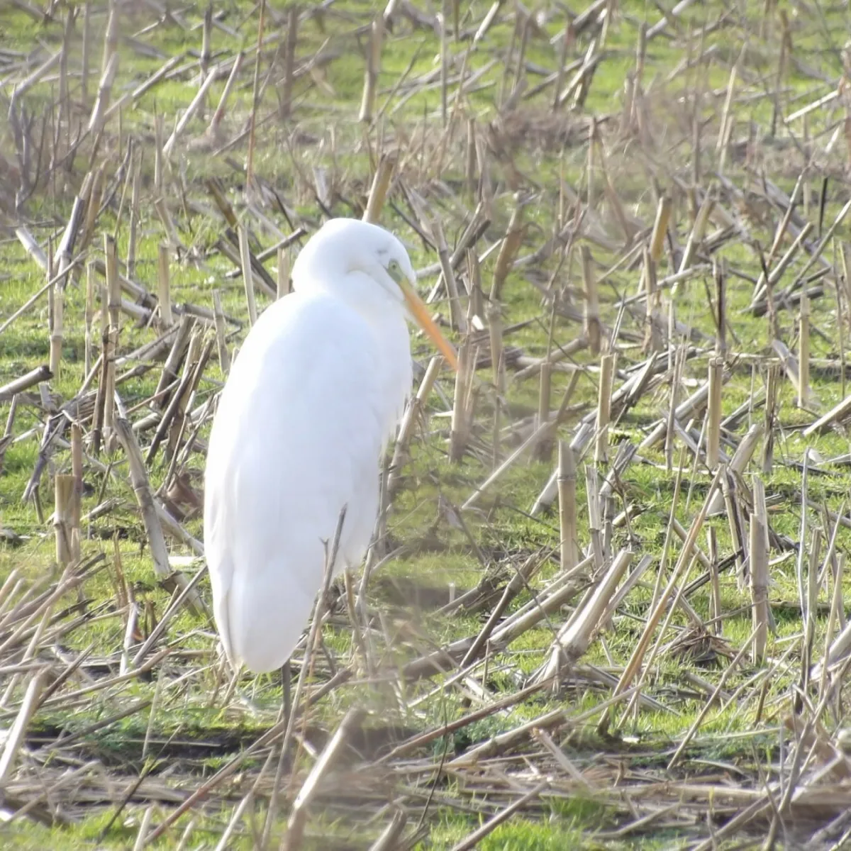 Gespotte Grote zilverreiger