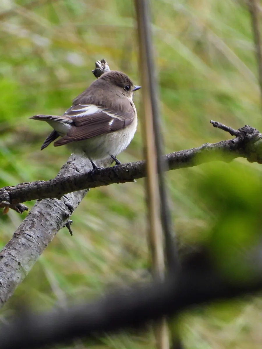 Spotted European Pied Flycatcher