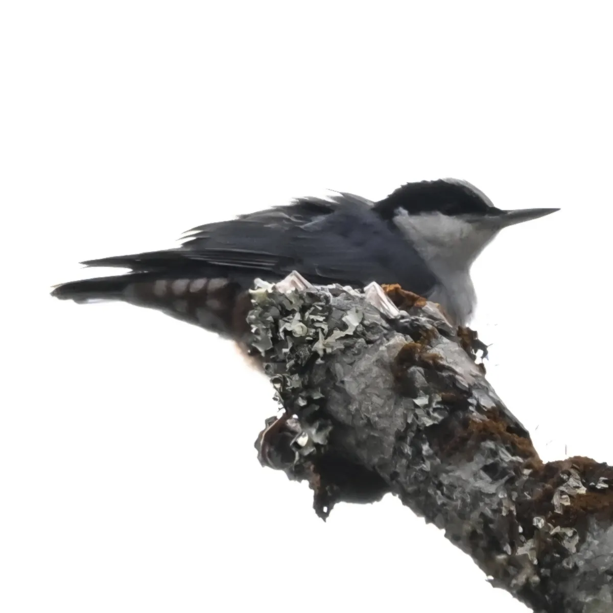 Gespotte Reuzenboomklever