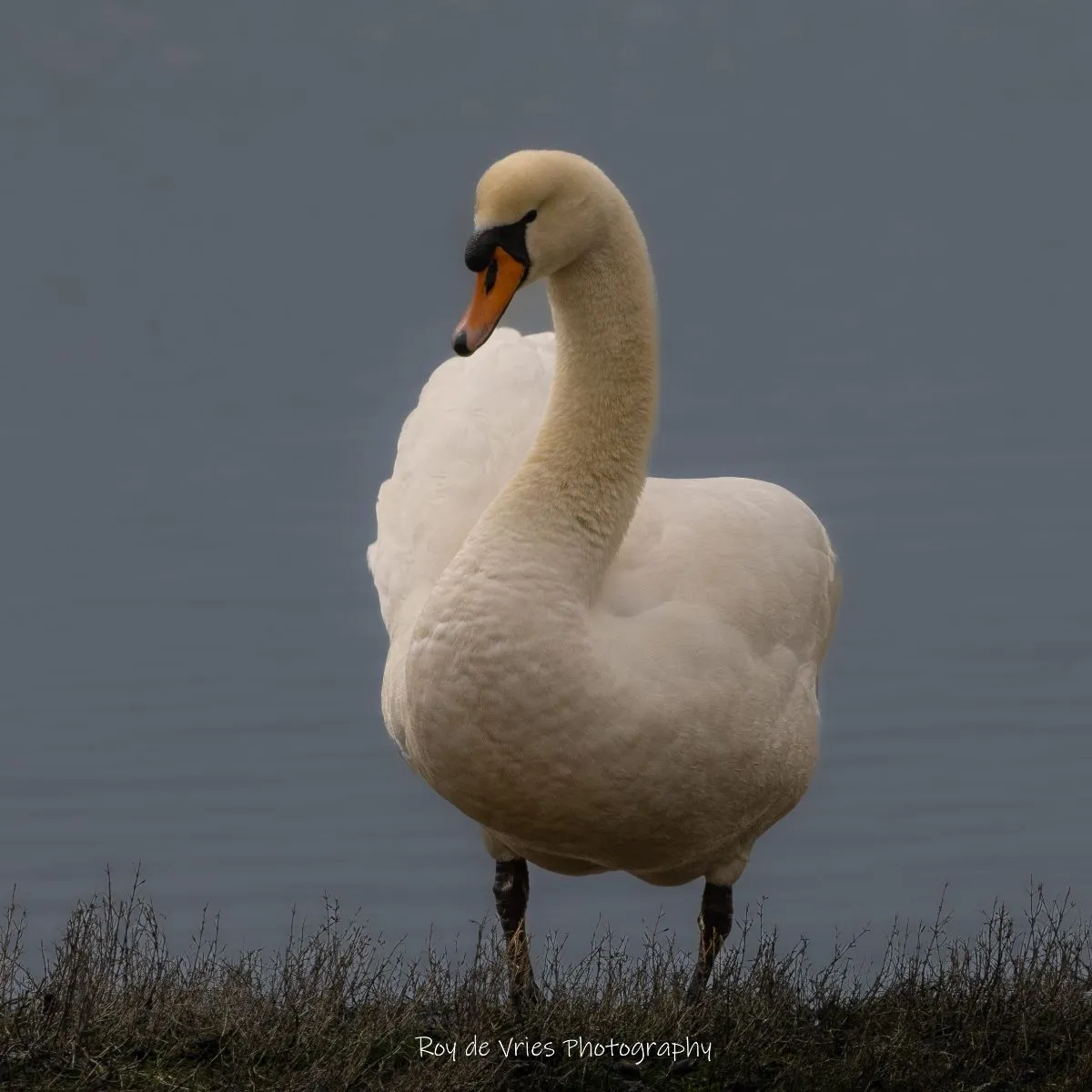 Gespotte Knobbelzwaan
