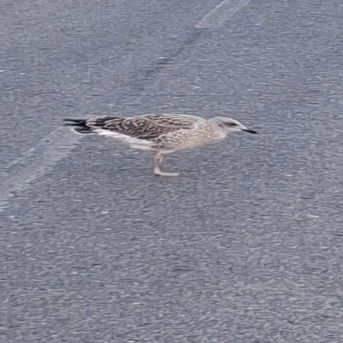 Spotted Black-bellied Plover
