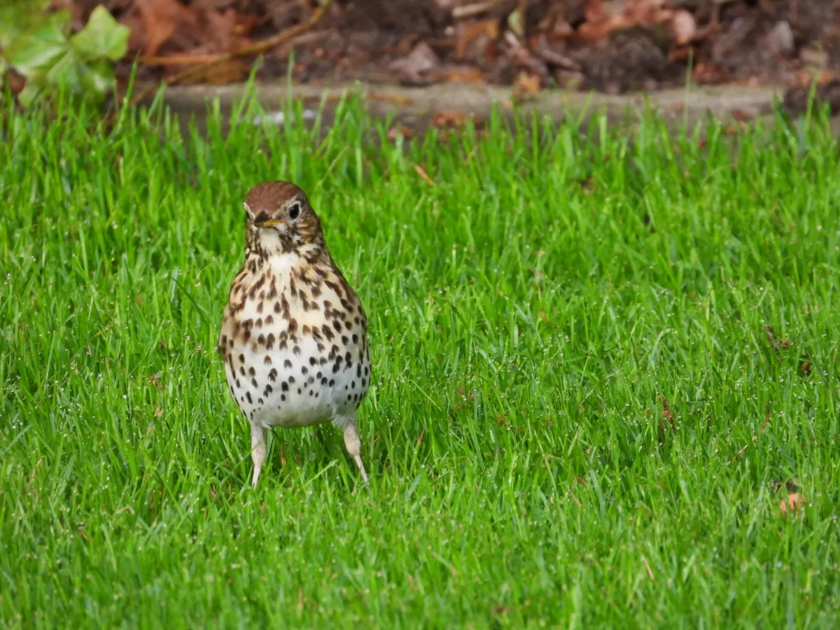 Spotted Song Thrush