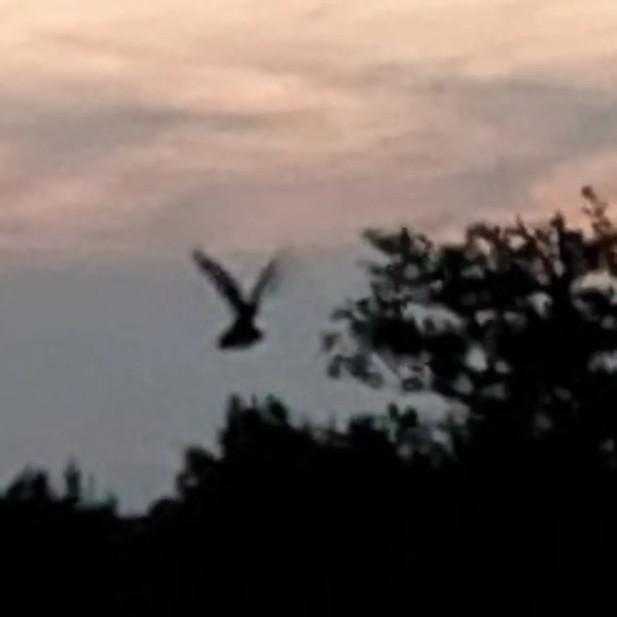 Gespotte Nachtzwaluw