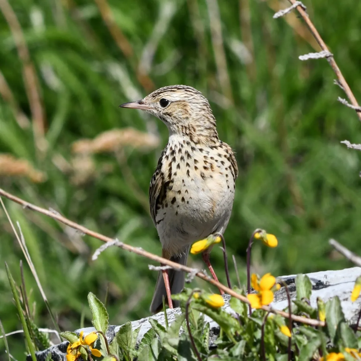 Spotted Correndera Pipit