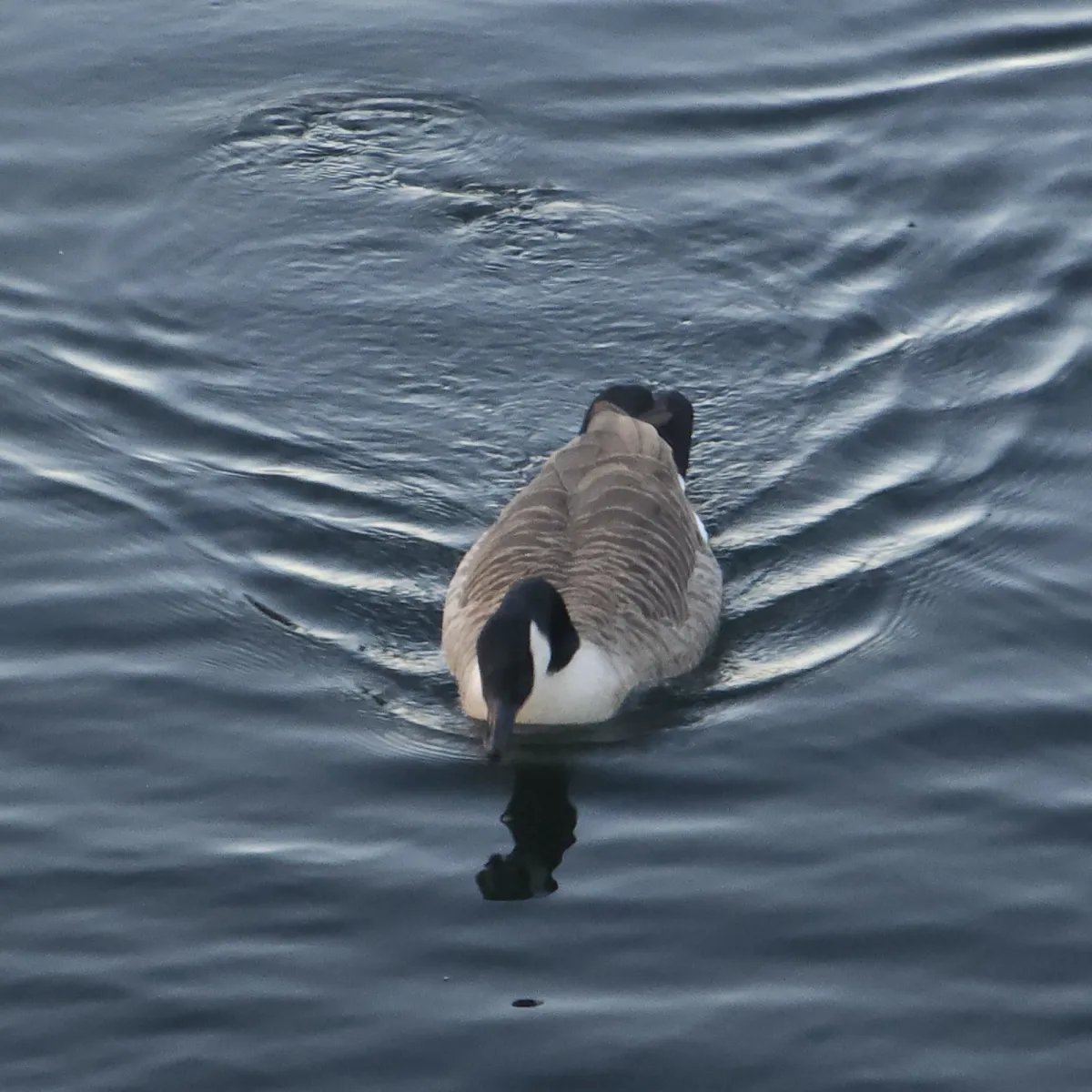Spotted Canada Goose