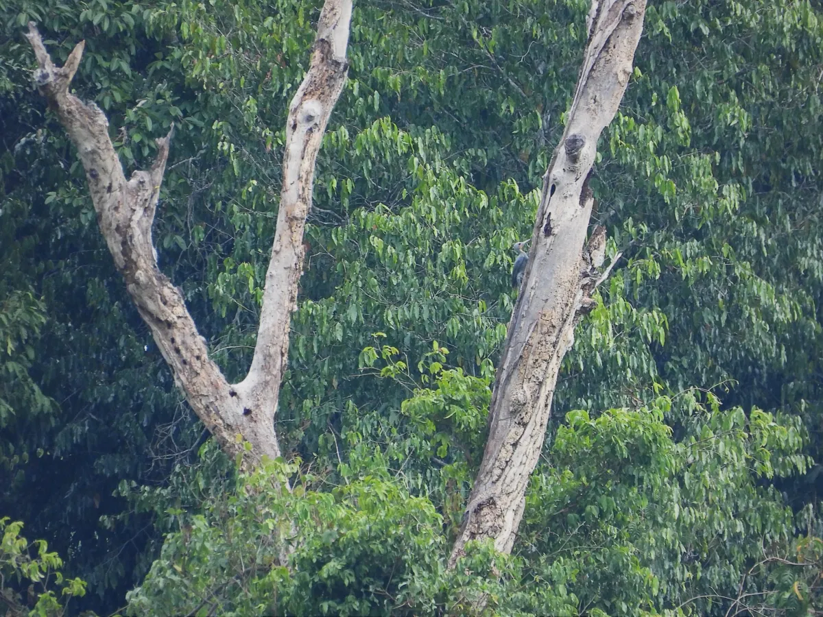 Gespotte Poederspecht