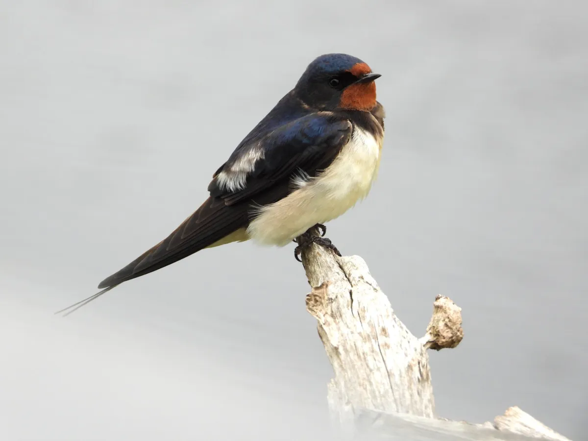 Spotted Barn Swallow