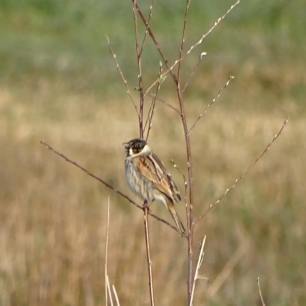 Spotted Reed Bunting