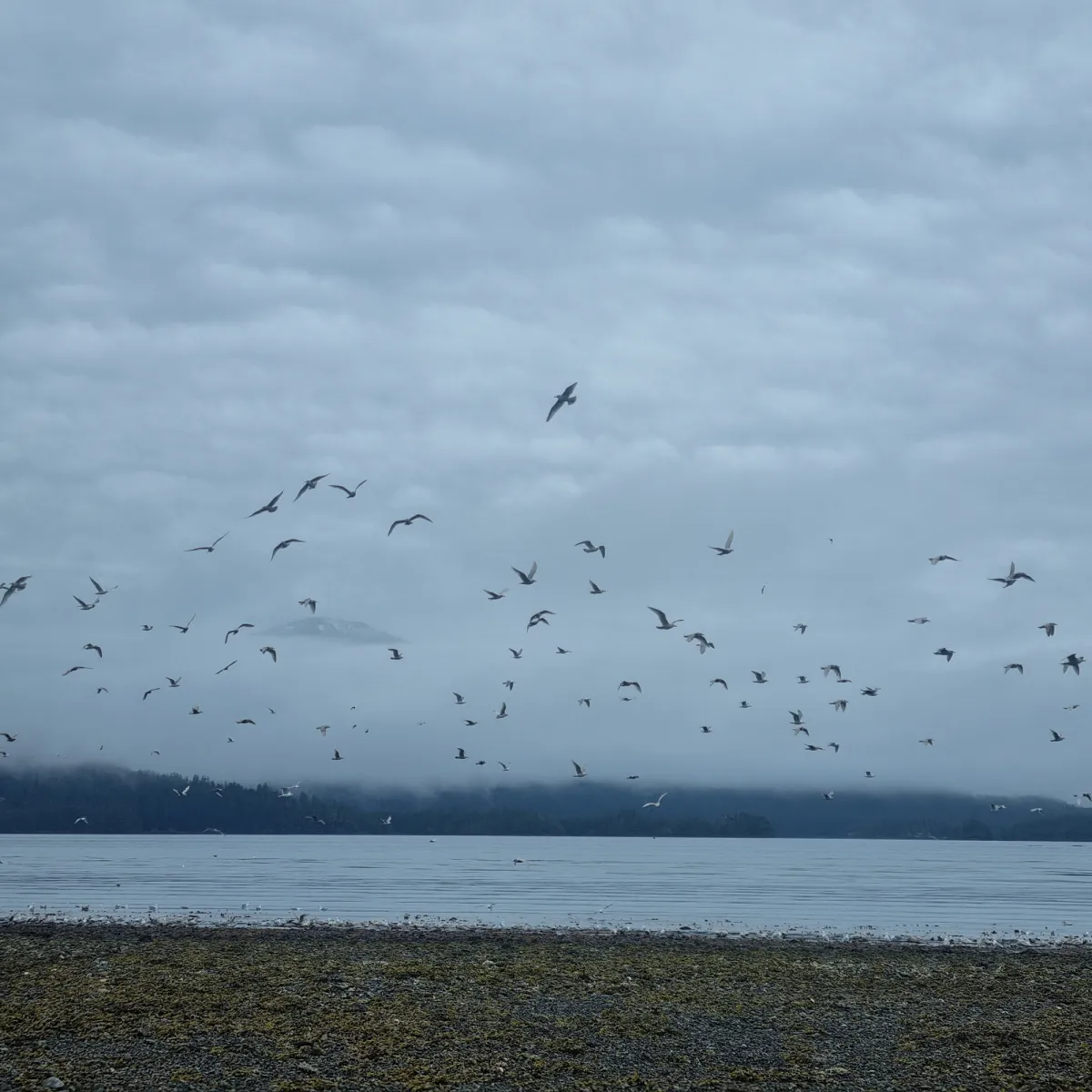 Spotted Glaucous-winged Gull