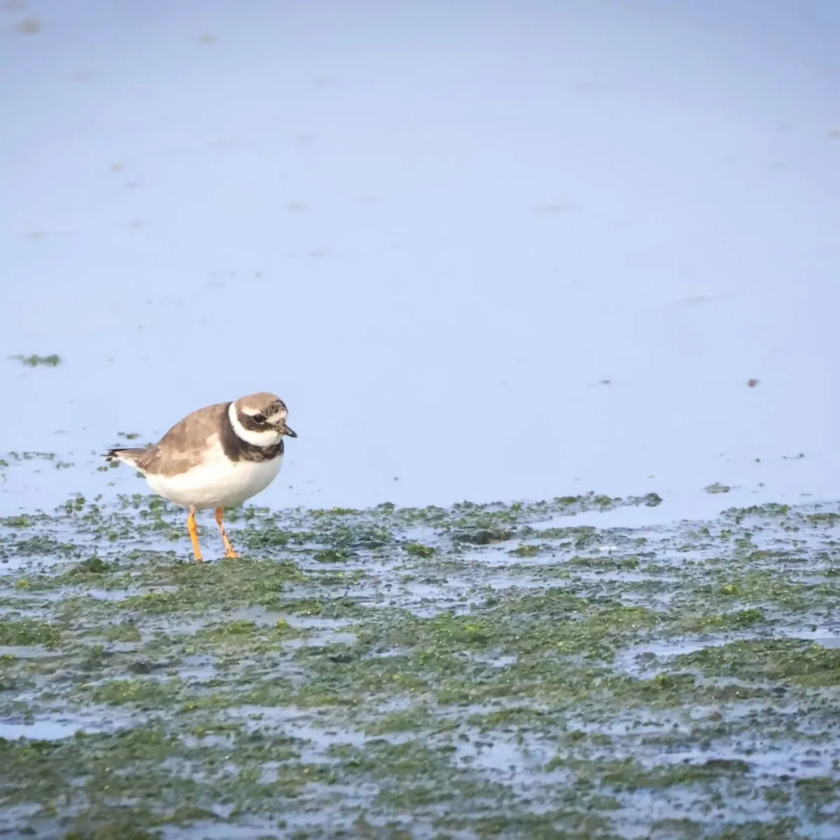 Spotted Common Ringed Plover