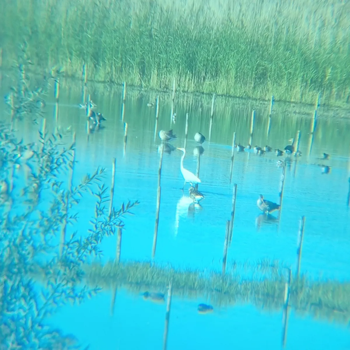 Waargenomen Grote zilverreiger