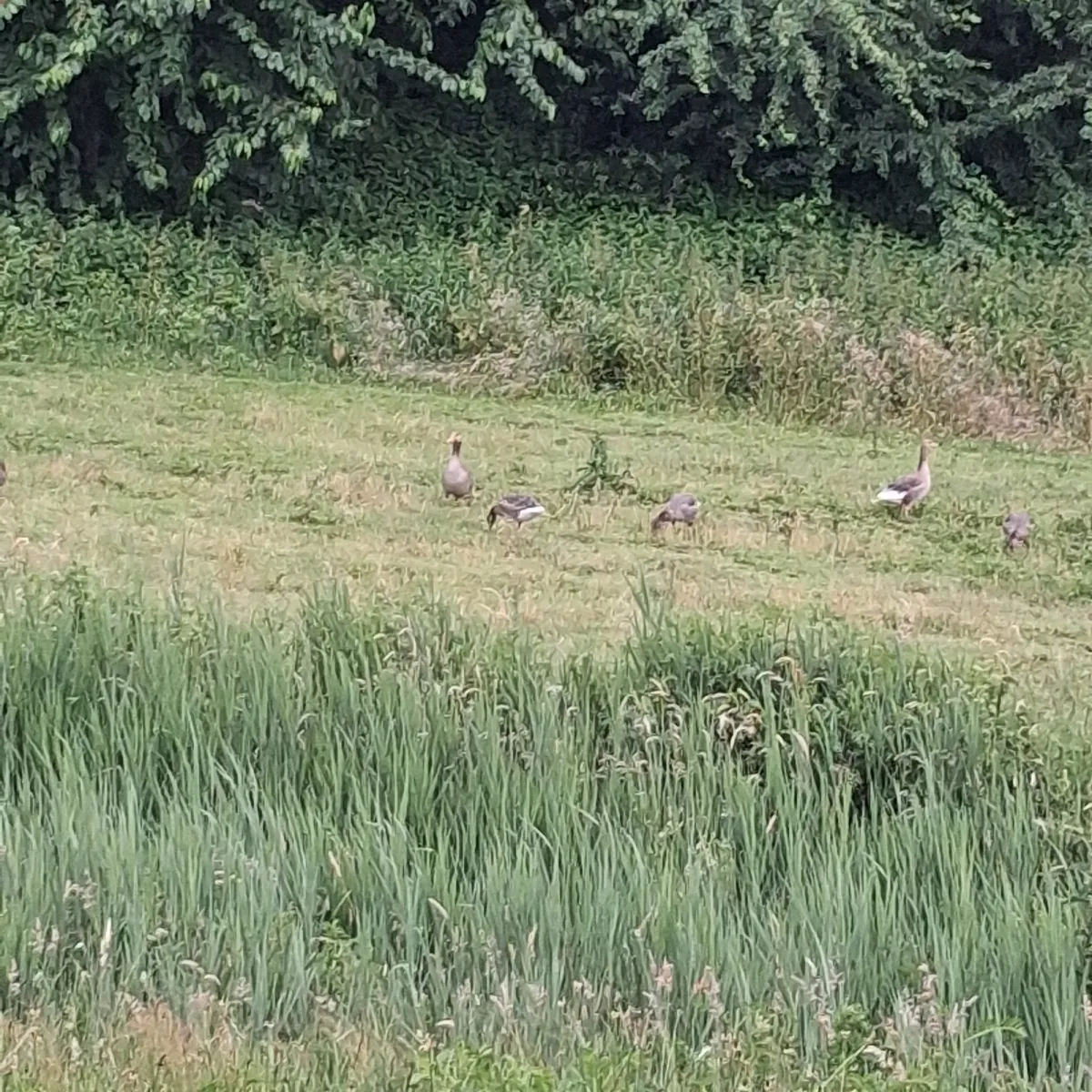 Waargenomen Grauwe gans