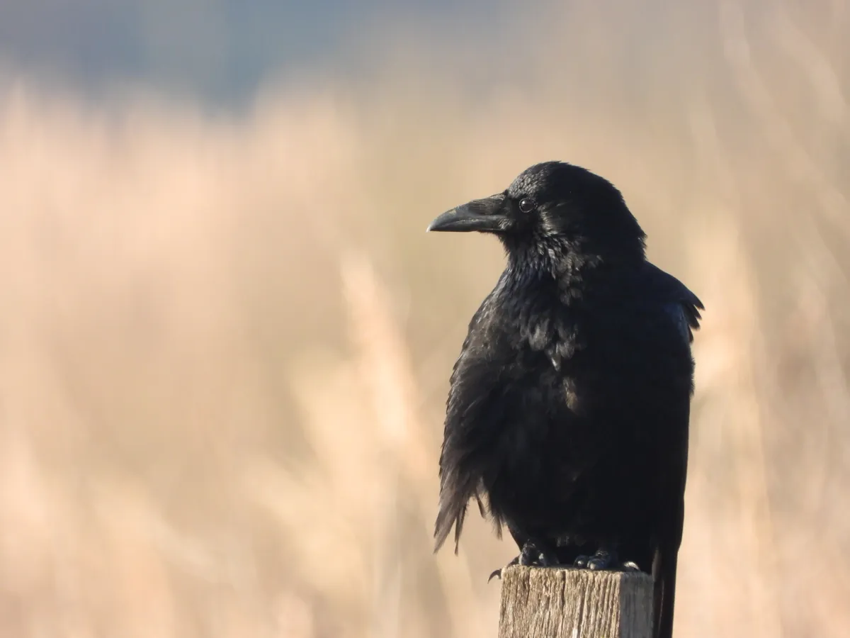 Gespotte Zwarte kraai
