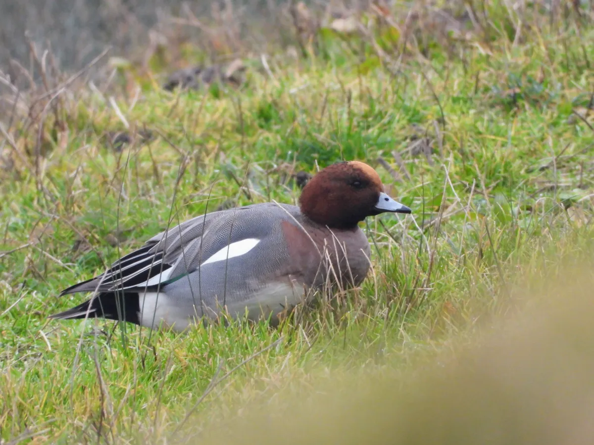 Spotted Eurasian Wigeon